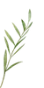 Zeytin Dalı Sol